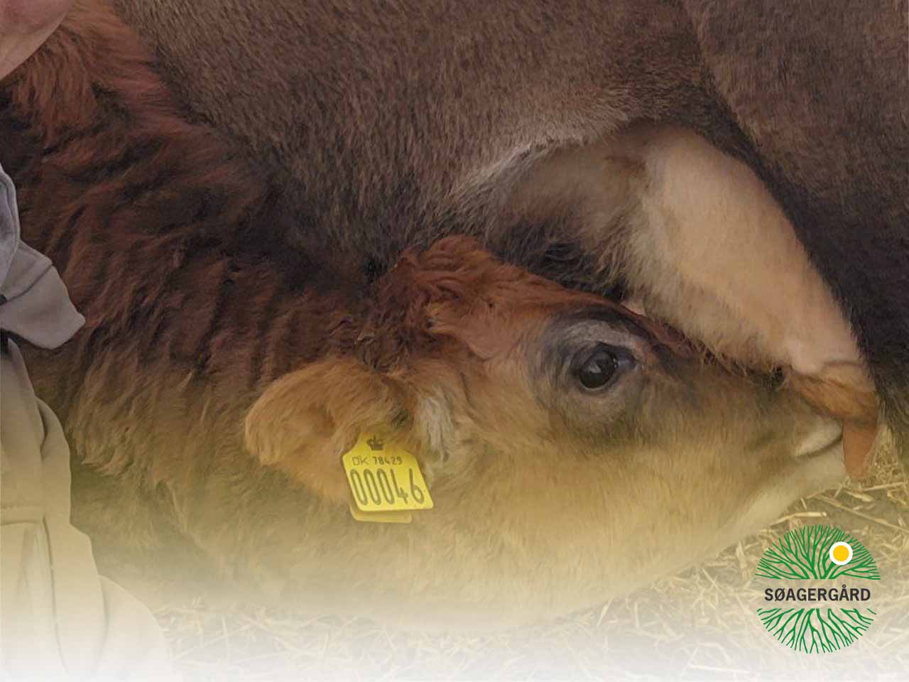 Skånsomt pasteuriseret mælk (A2A2, græsfodret)