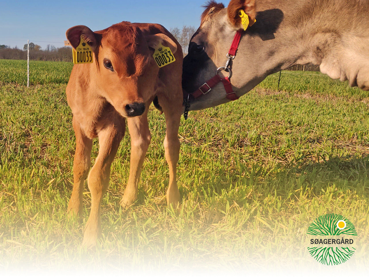 Gently pasteurised milk (A2A2, grass-fed)