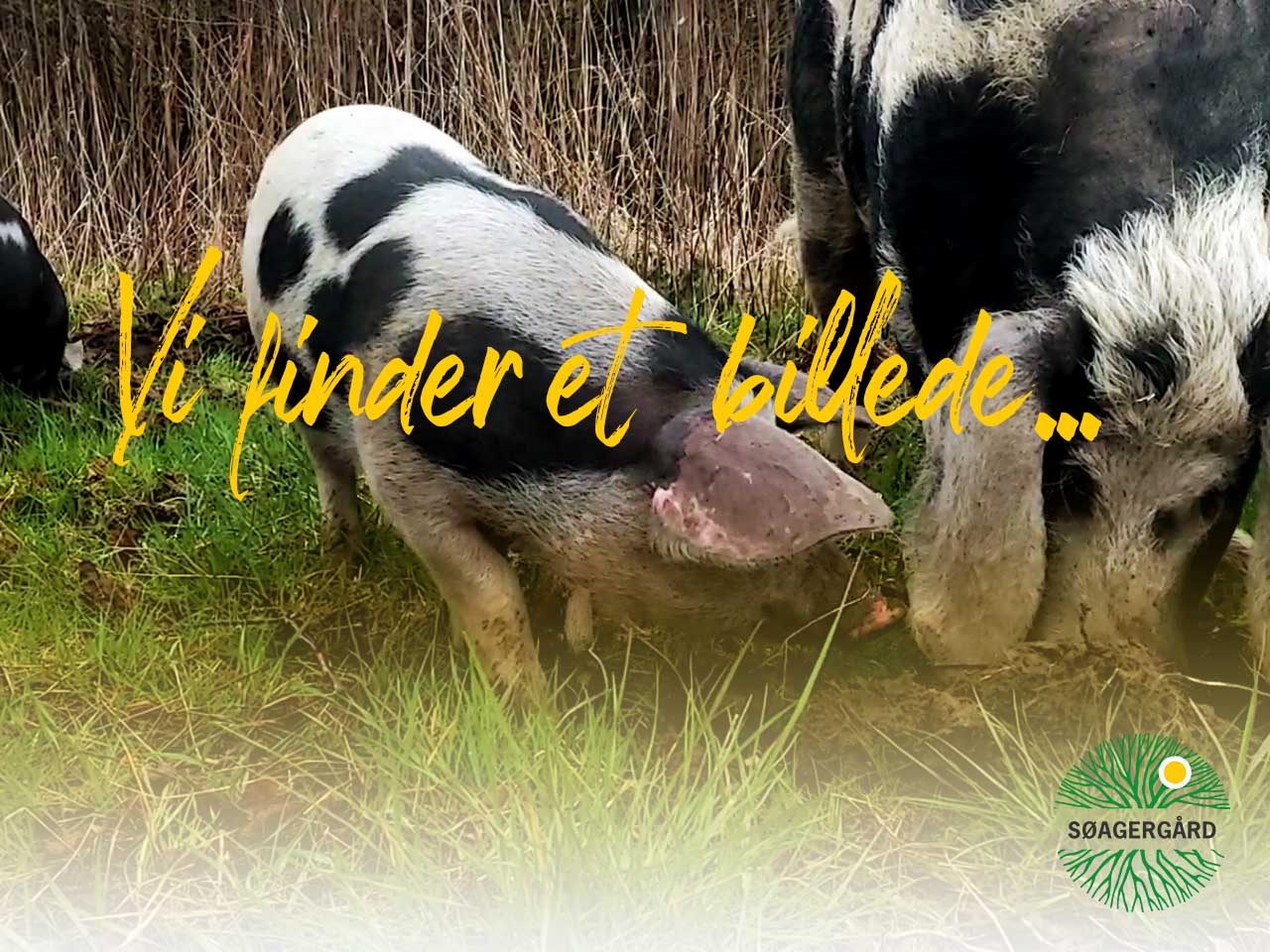 Øre fra skovgrise