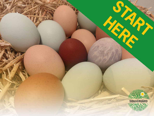 Regenerative Eggs