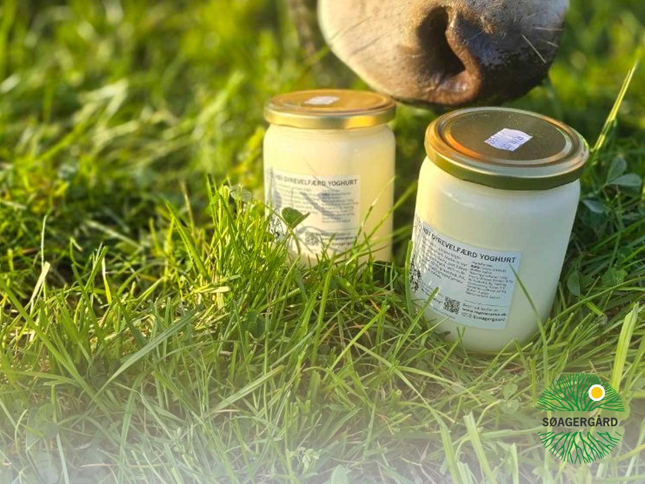 Høj dyrevelfærd yoghurt (A2A2, græsfodret)
