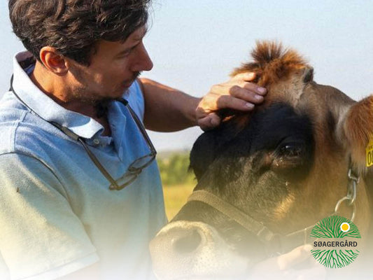 Real skills: learn to care for cows