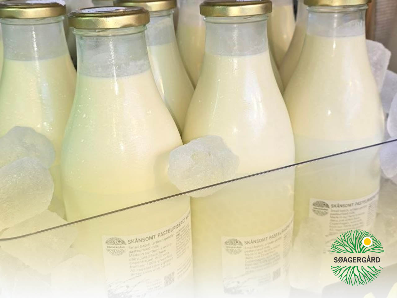 Gently pasteurised milk (A2A2, grass-fed)