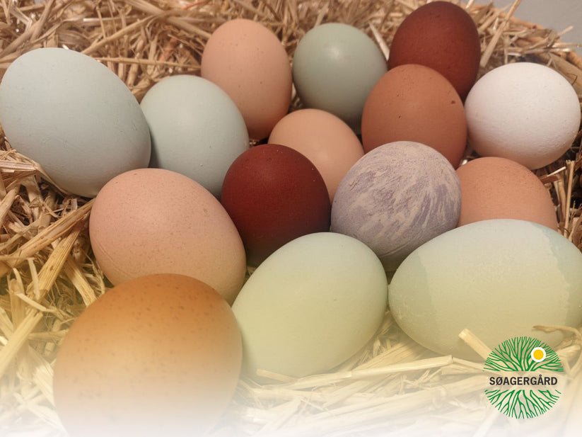 Buy Regenerative Eggs Søagergård Regenerative Agriculture