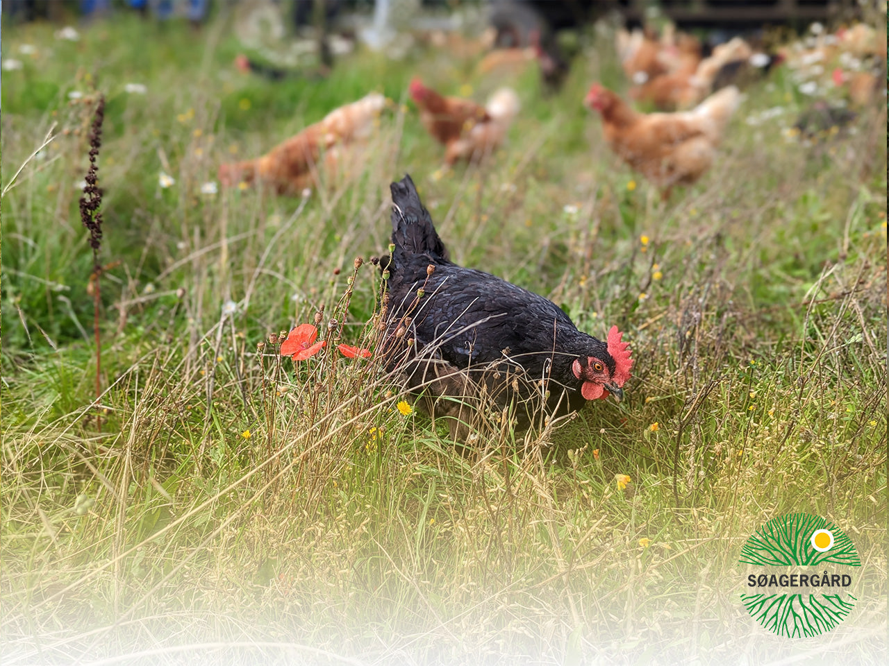 Buy Regenerative Eggs Søagergård Regenerative Agriculture